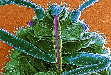 《怪物猎人：荒野》第三次更新提前了 8月13日上线